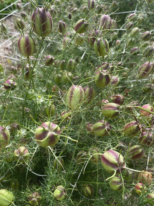 Nigella - Miss Jekyll White - (200x seeds)