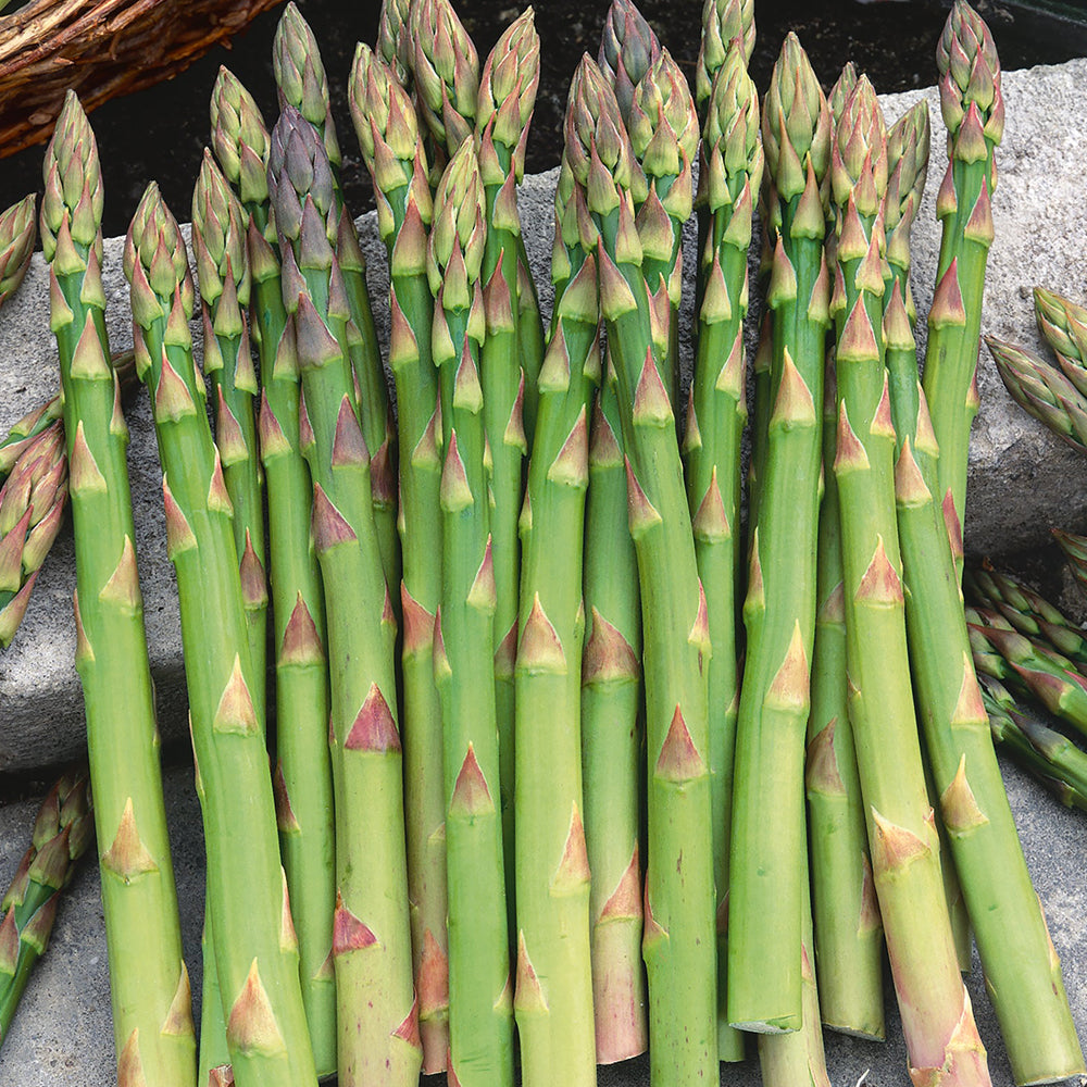 Asparagus - Mary Washington - (50x Seeds)