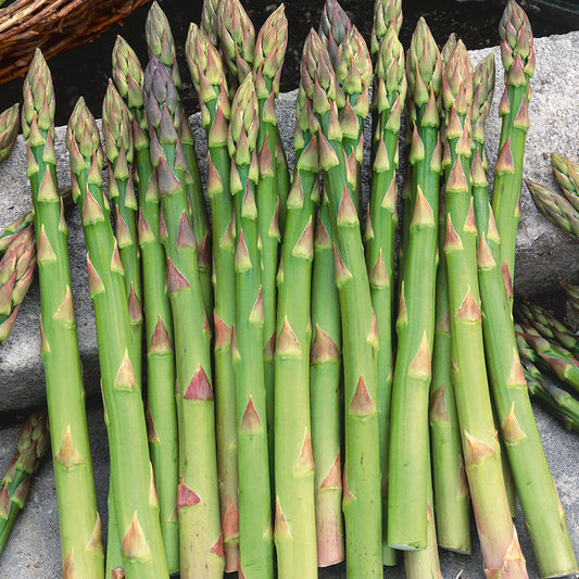 Asparagus - Mary Washington - (50x Seeds)