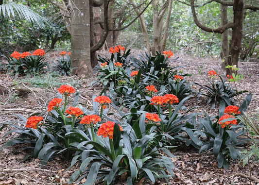 Belgium Hybrid Clivia miniata orange to dark orange broadleaf forms in flower, Our Mountain Garden Tamborine Mountain QLD