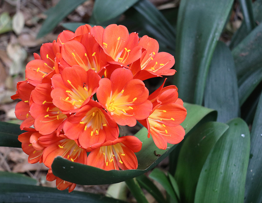 Clivia Seeds - Belgium Hybrid Mix Orange/Dark Orange - (10x seeds)