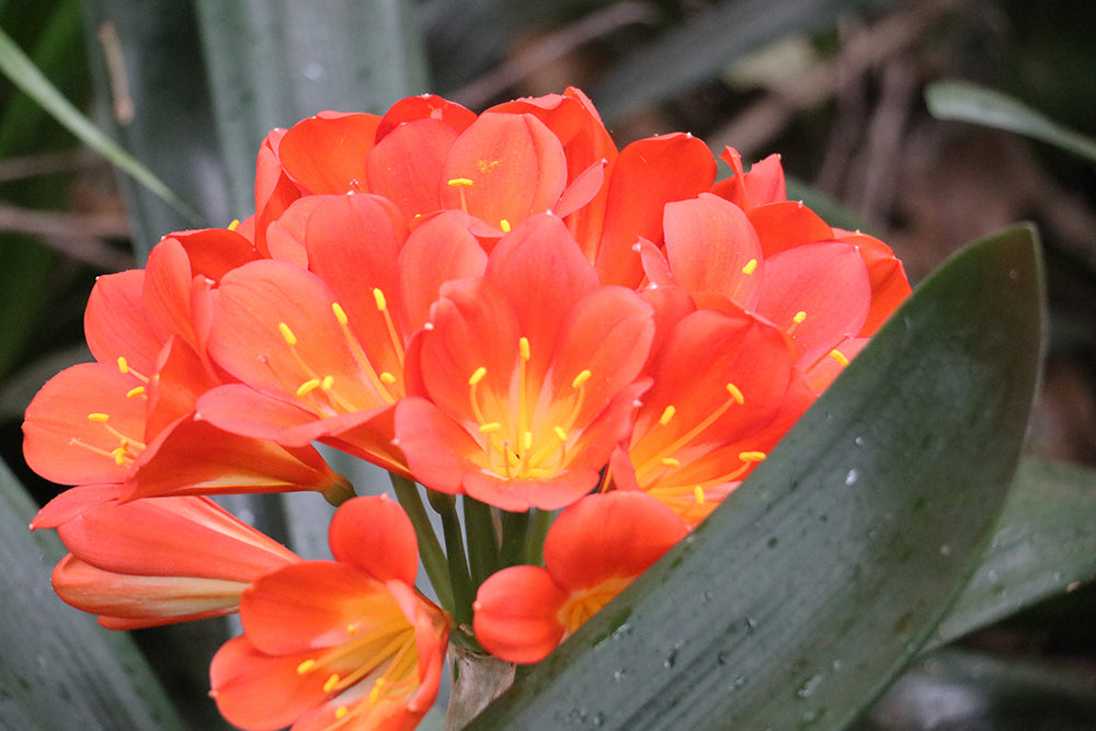 Clivia Seeds - Belgium Hybrid Mix Orange/Dark Orange - (10x seeds)
