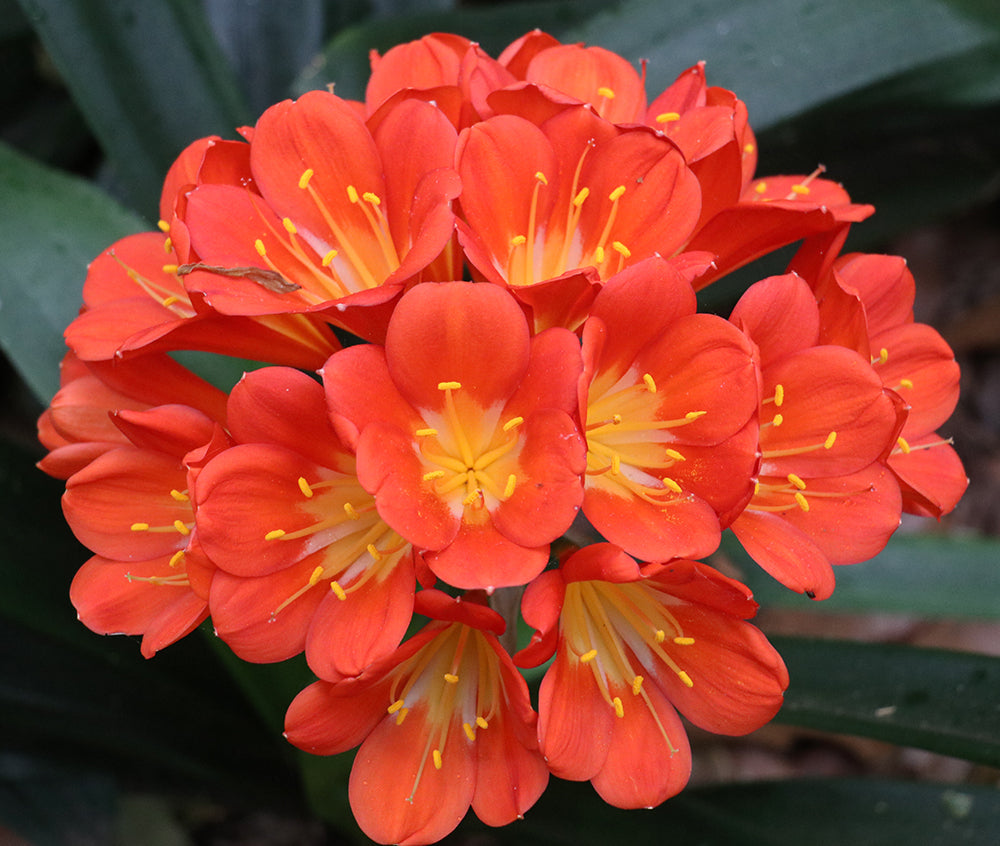 Clivia Seeds - Belgium Hybrid Mix Orange/Dark Orange - (10x seeds)
