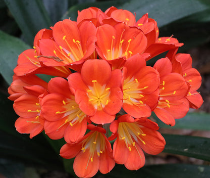 Clivia Seeds - Belgium Hybrid Mix Orange/Dark Orange - (10x seeds)