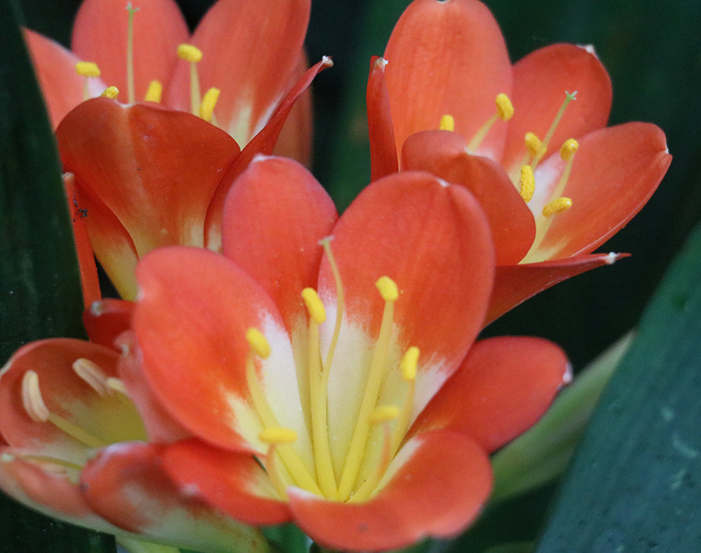 Clivia Seeds - Belgium Hybrid Mix Orange/Dark Orange - (10x seeds)