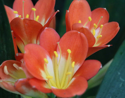 Clivia Seeds - Belgium Hybrid Mix Orange/Dark Orange - (10x seeds)