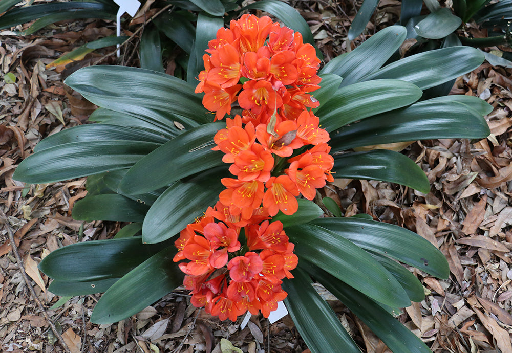 Clivia Seeds - Belgium Hybrid Mix Orange/Dark Orange - (10x seeds)