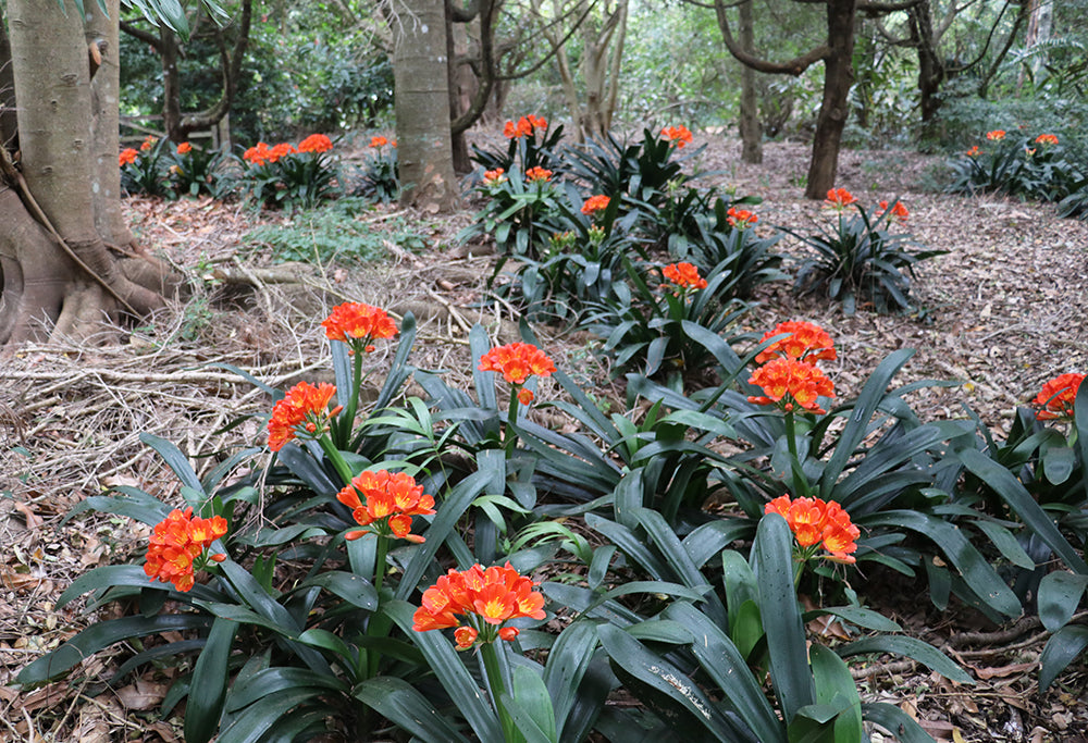 Clivia Seeds - Belgium Hybrid Mix Orange/Dark Orange - (10x seeds)
