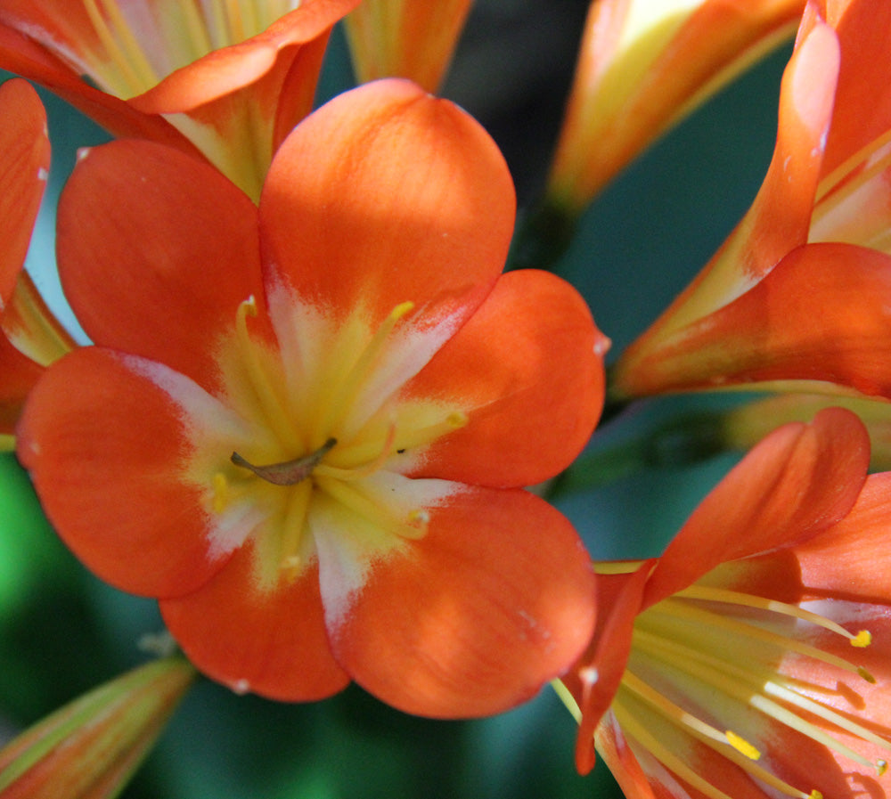 Clivia Seeds - Belgium Hybrid Mix Orange/Dark Orange - (10x seeds)