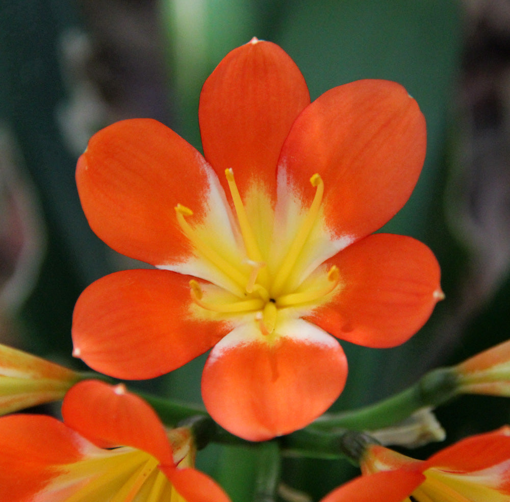 Clivia Seeds - Belgium Hybrid Mix Orange/Dark Orange - (10x seeds)