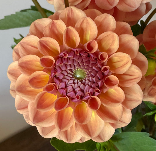Breannon dusty apricot dahlia bloom with mauve purple centre Tamborine Mountain QLD