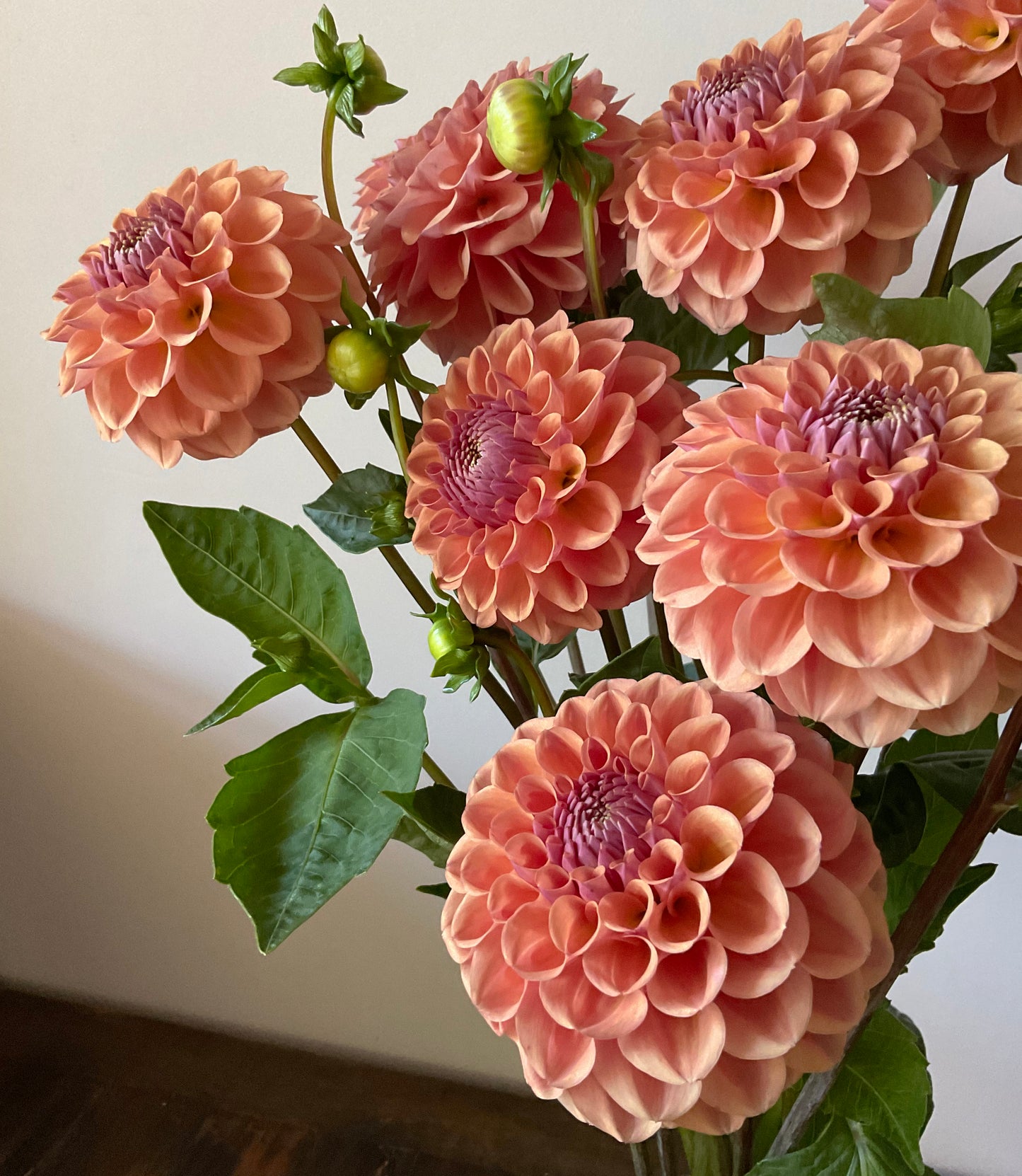 Dahlia Seeds - Breannon x Open Pollinated - (10x seeds)