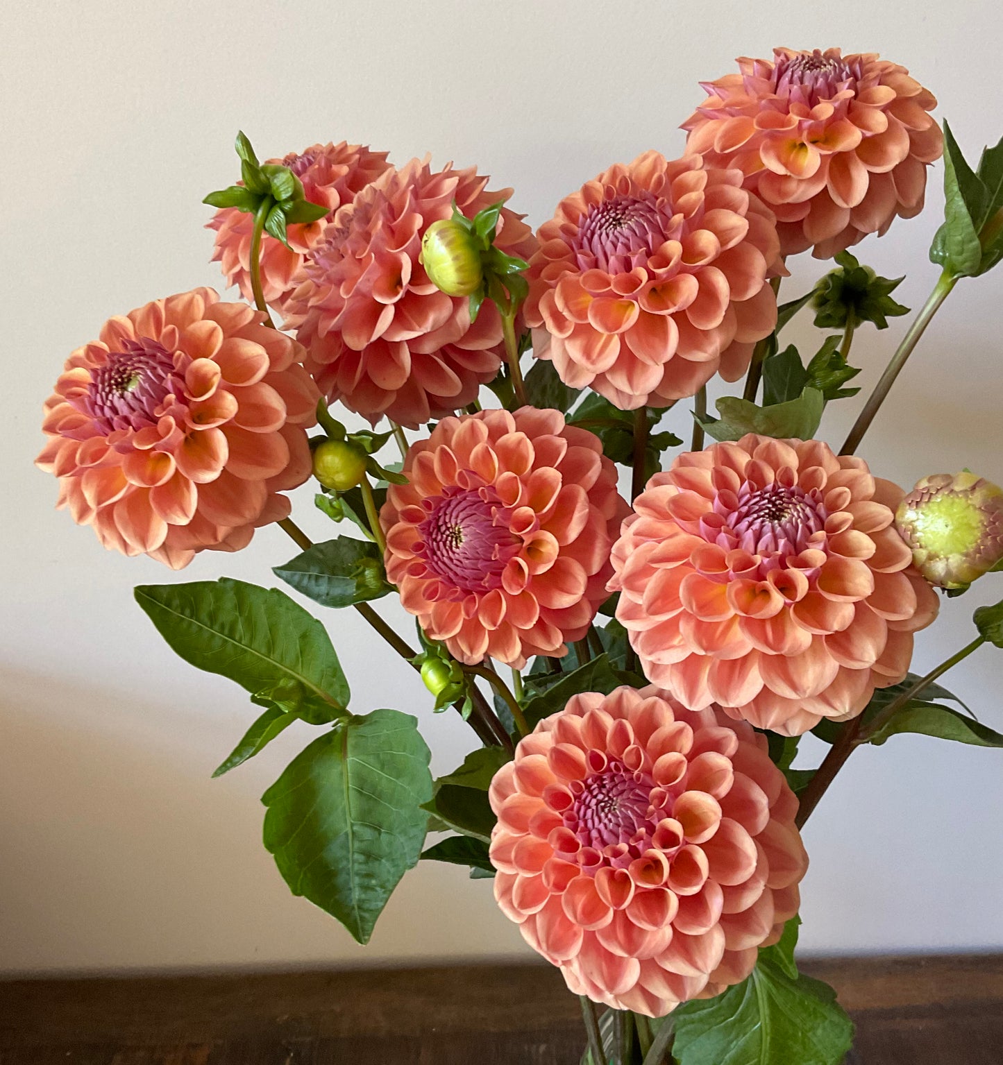 Dahlia Seeds - Breannon x Open Pollinated - (10x seeds)