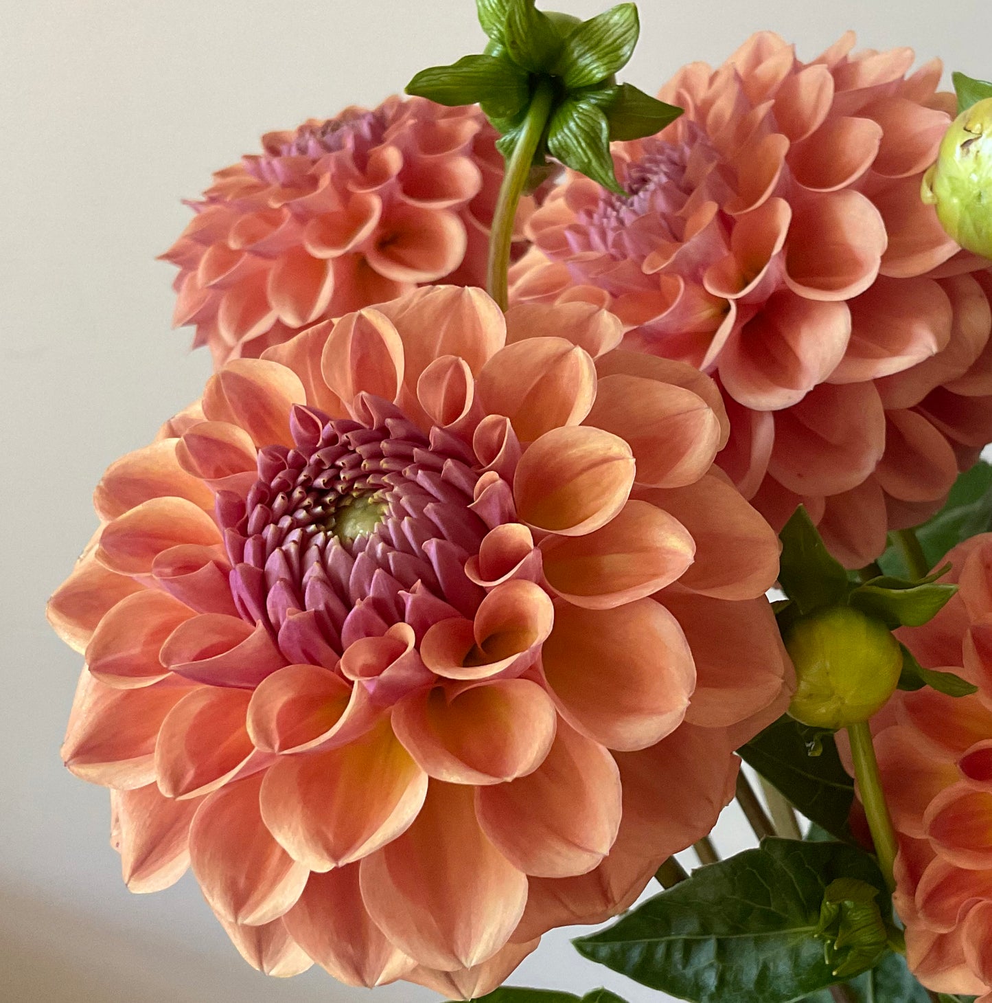 Dahlia Seeds - Breannon x Open Pollinated - (10x seeds)