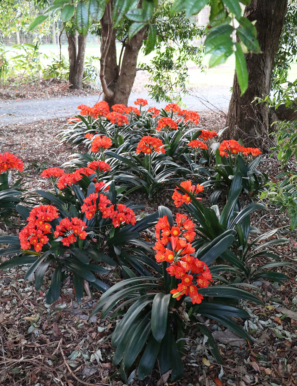 Belgium Hybrid Clivia miniata darkest orange-red broadleaf form in flower, Our Mountain Garden Tamborine Mountain QLD