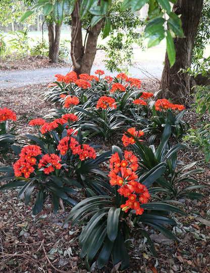 Belgium Hybrid Clivia miniata darkest orange-red broadleaf form in flower, Our Mountain Garden Tamborine Mountain QLD