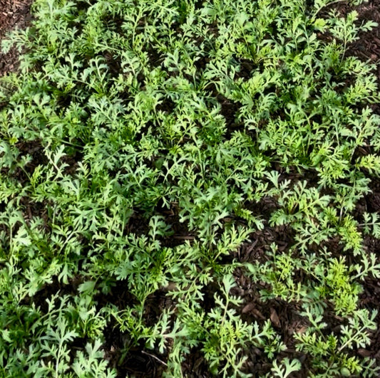 Cress - Emerald Beads - (40x seeds)