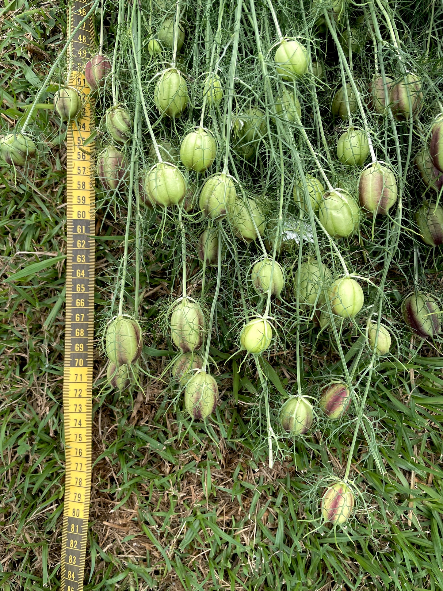Nigella - Miss Jekyll White - (200x seeds)