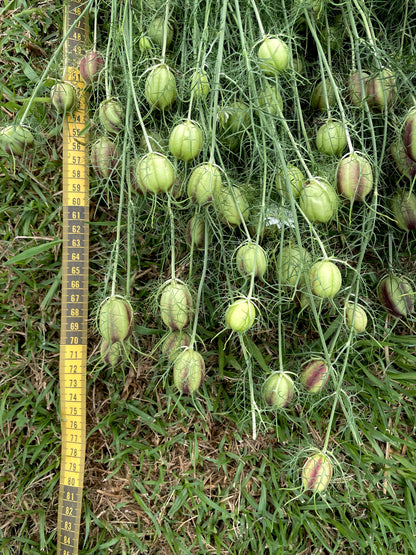 Nigella - Miss Jekyll White - (200x seeds)