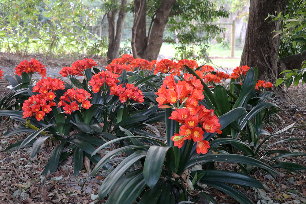 Clivia Seeds - Belgium Hybrid Darkest Orange/Red  - (6x seeds)