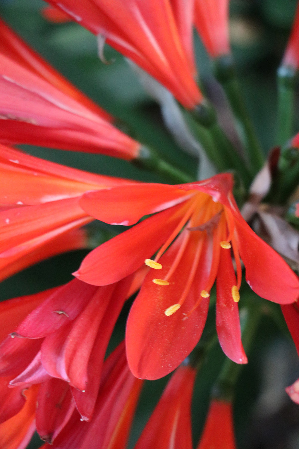 Clivia Seeds - Belgium Hybrid Darkest Orange/Red  - (6x seeds)