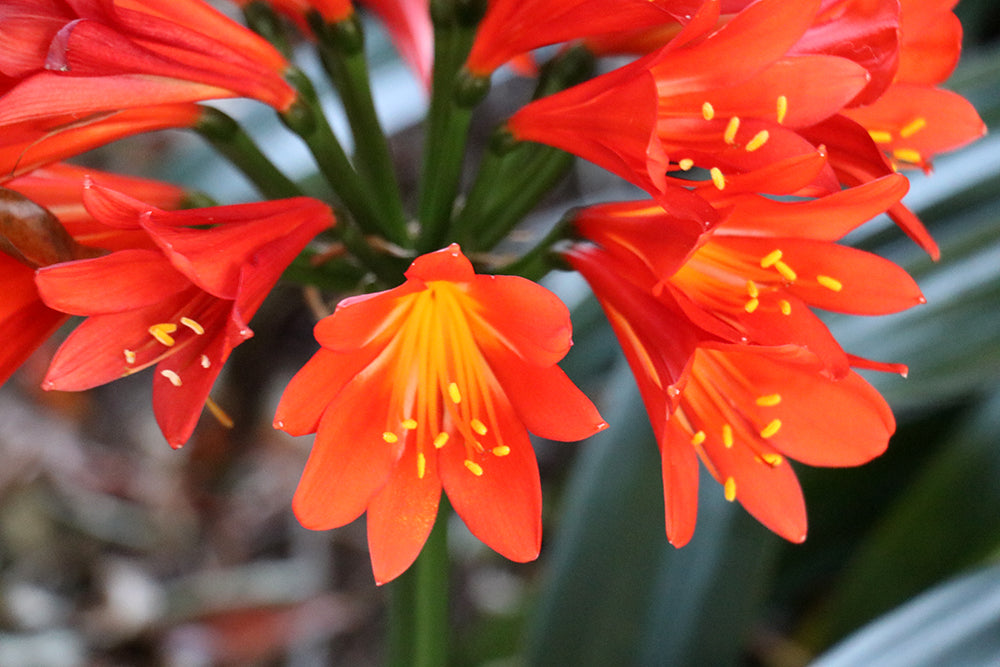 Clivia Seeds - Belgium Hybrid Darkest Orange/Red  - (6x seeds)