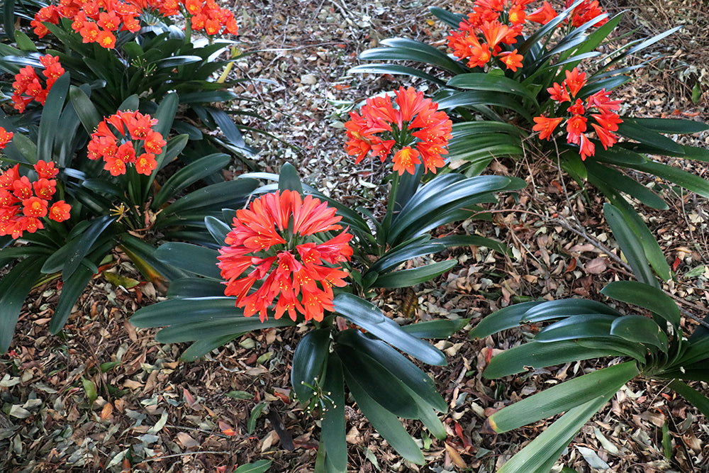 Clivia Seeds - Belgium Hybrid Darkest Orange/Red  - (6x seeds)