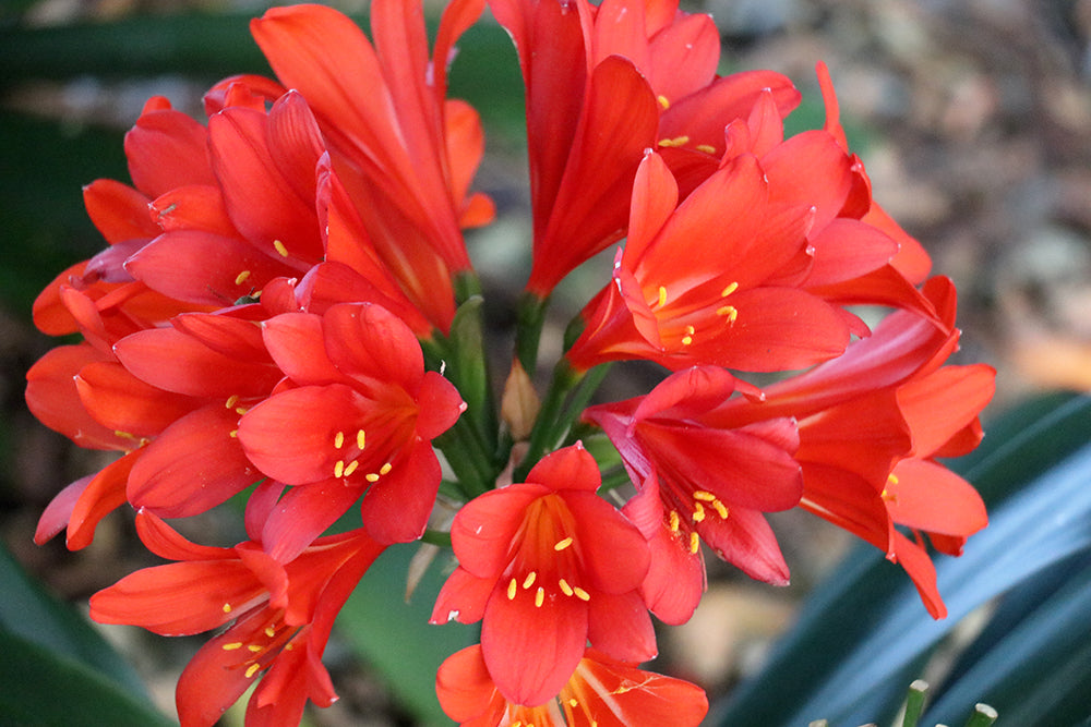 Clivia Seeds - Belgium Hybrid Darkest Orange/Red  - (6x seeds)