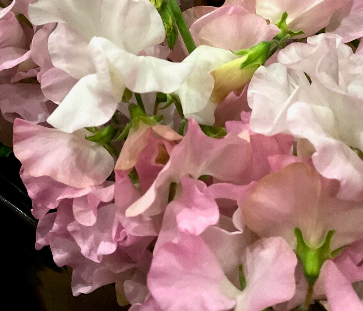 Sweet Pea – Spring Sunshine Blush - (12x Seeds)