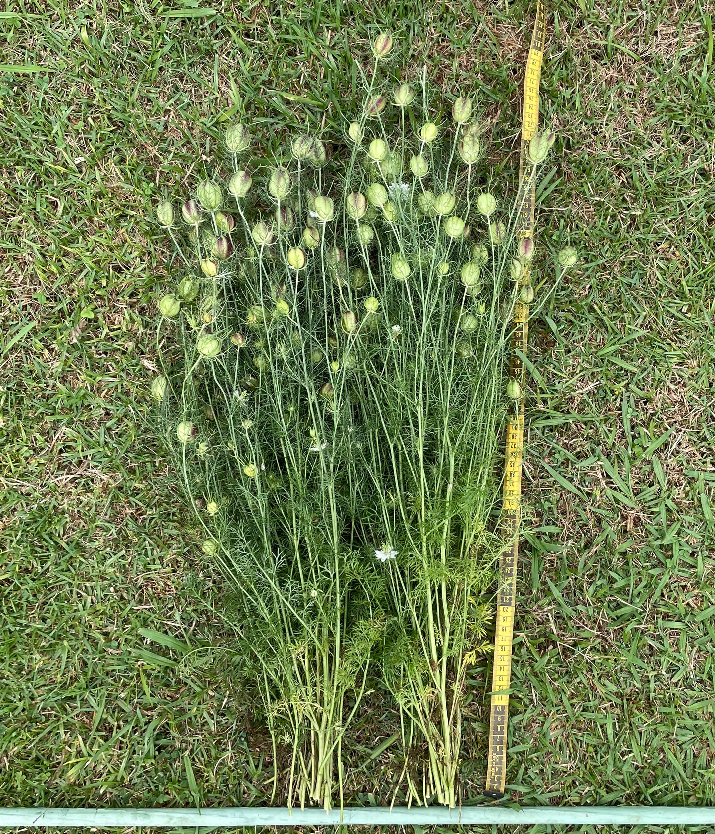 Nigella - Miss Jekyll White - (200x seeds)