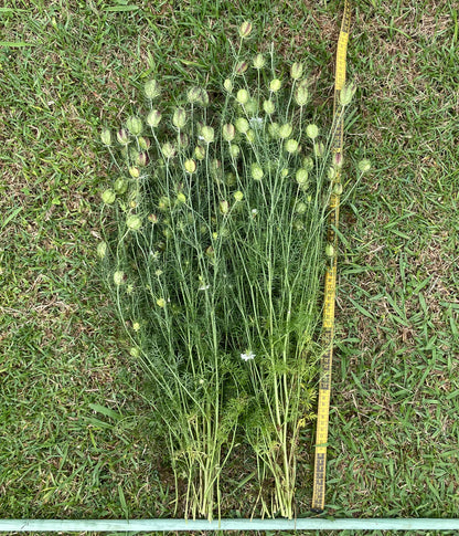 Nigella - Miss Jekyll White - (200x seeds)