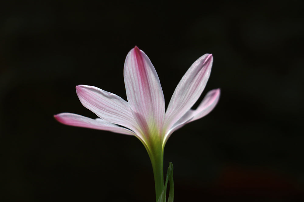 Zephyranthes ‘El Cielo’ × ‘Big Dude’ - (3x Bulbs)