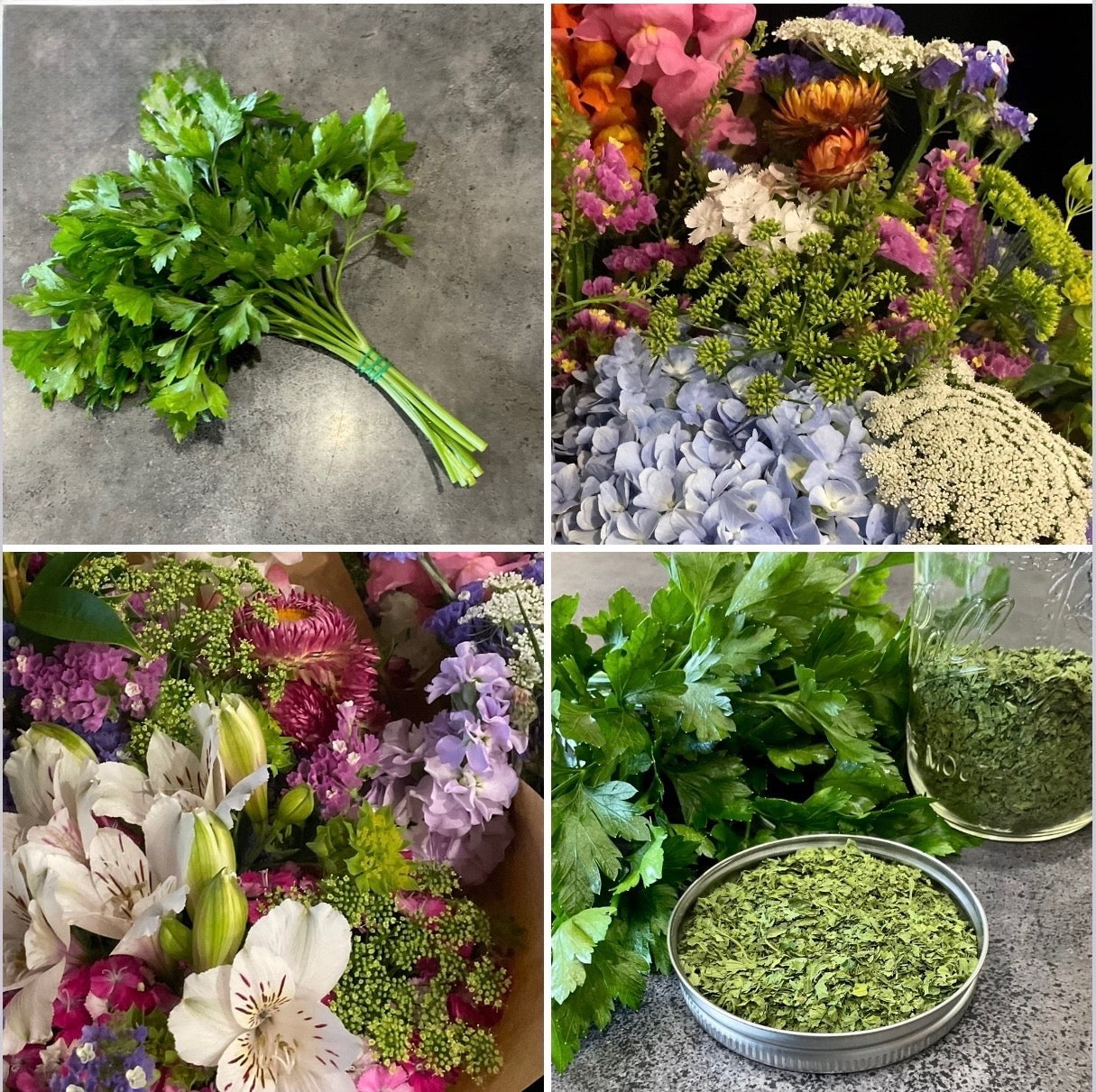 Flat Leaf Parsley (150x seeds)
