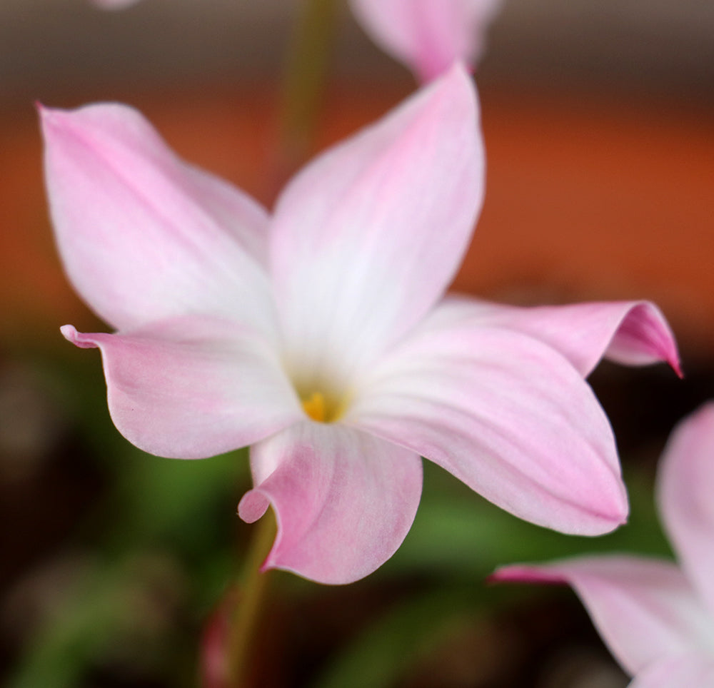 Zephyranthes - La Buffa Rosa Group - ‘Fragrance’ - (1x Bulb)