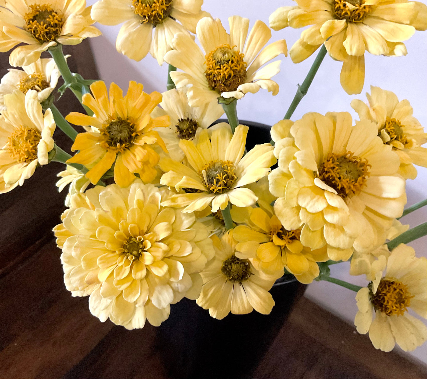 Zinnia ‘Isabellina’ - (60x seeds)