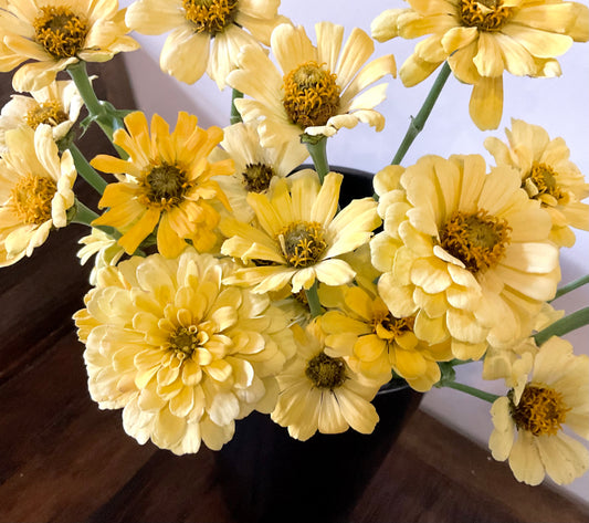 Zinnia ‘Isabellina’ - (60x seeds)