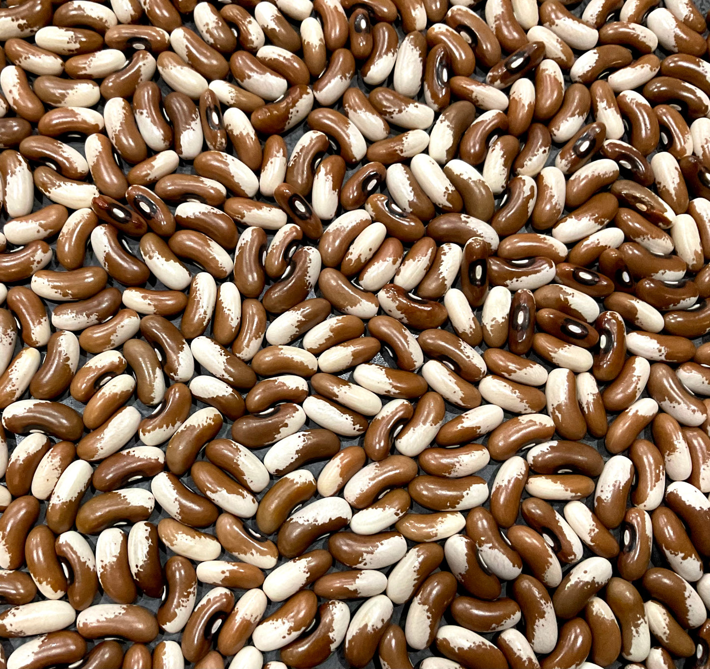 Bean - Painted Pony - (25x seeds)