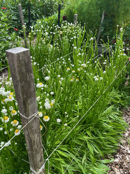 Winged Everlasting (Ammobium alarm) white papery flowers full sun cut flower, growing in the garden Queensland Australia - Our Mountain Garden
