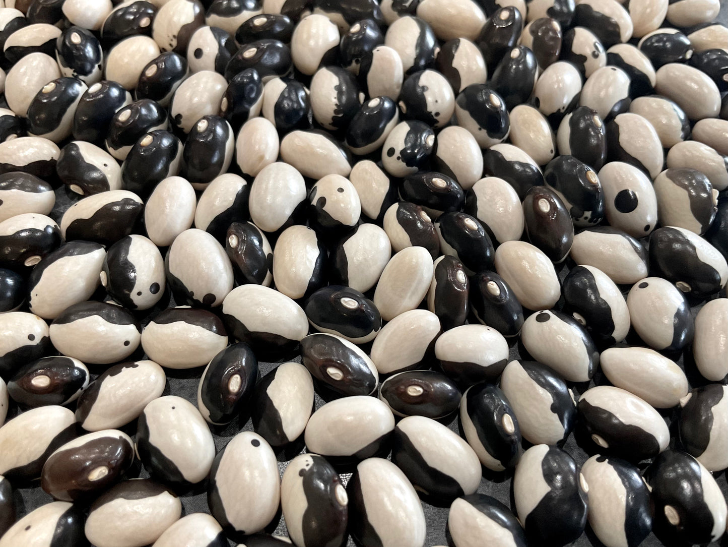 Bean - Yin-Yang - (25x seeds)