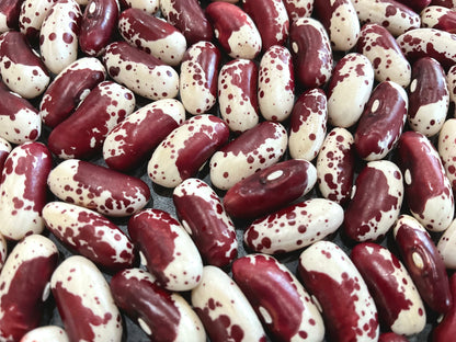 Bean - Jacob’s Cattle