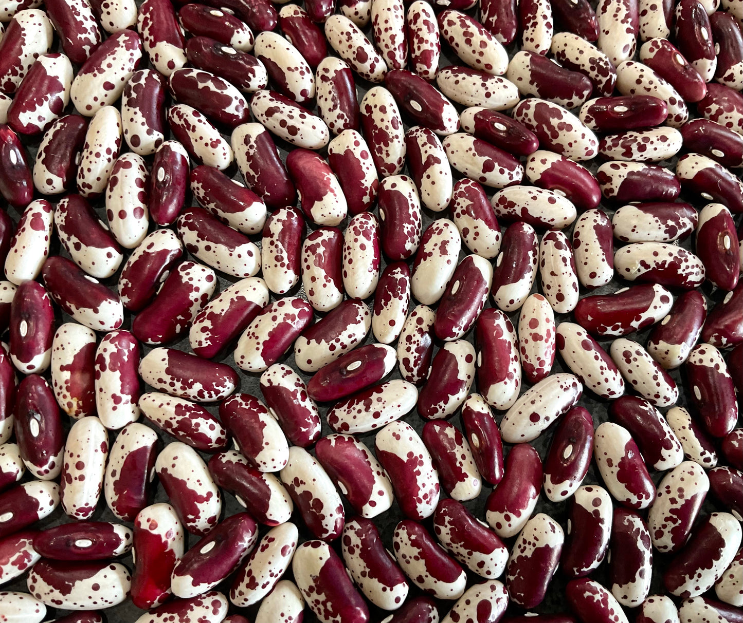 Bean - Jacob’s Cattle - (25x seeds)