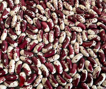 Bean - Jacob’s Cattle
