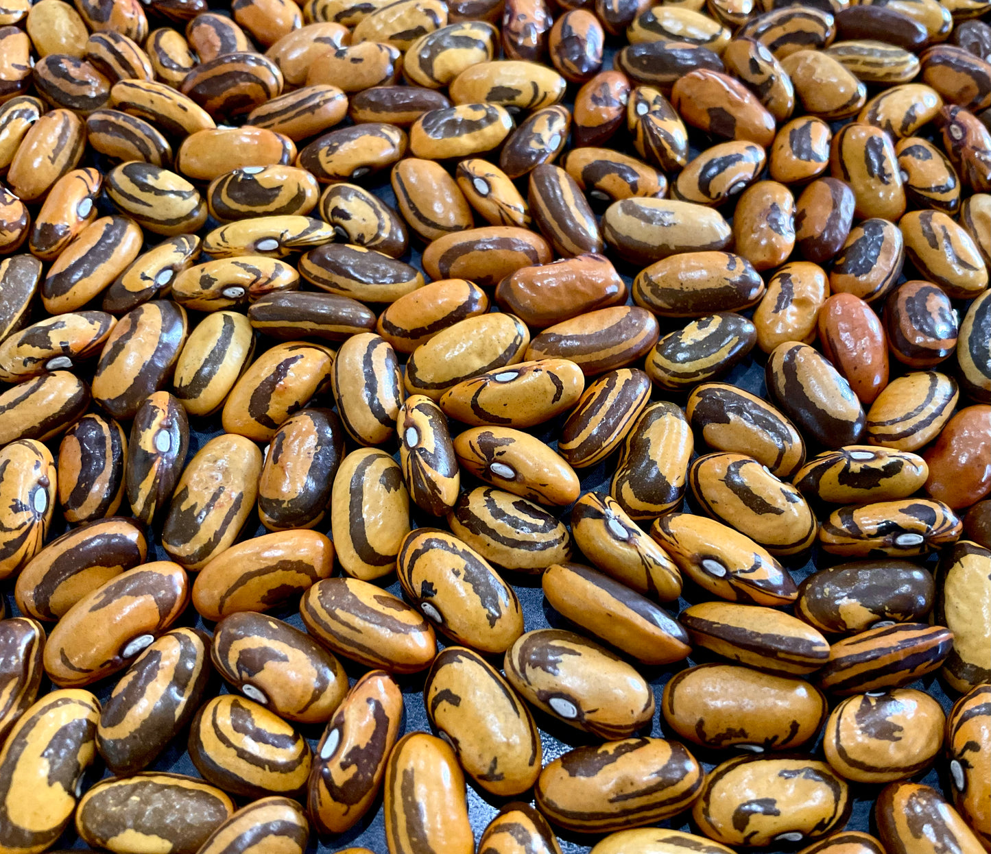 Bean - Haricot Crevette - (25x Seeds)