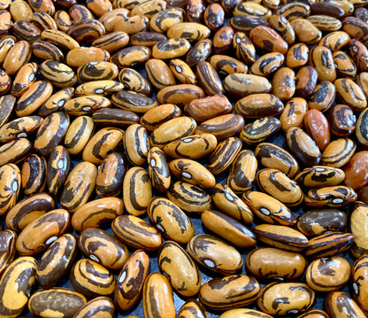 Bean - Haricot Crevette
