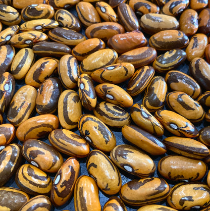Bean - Haricot Crevette