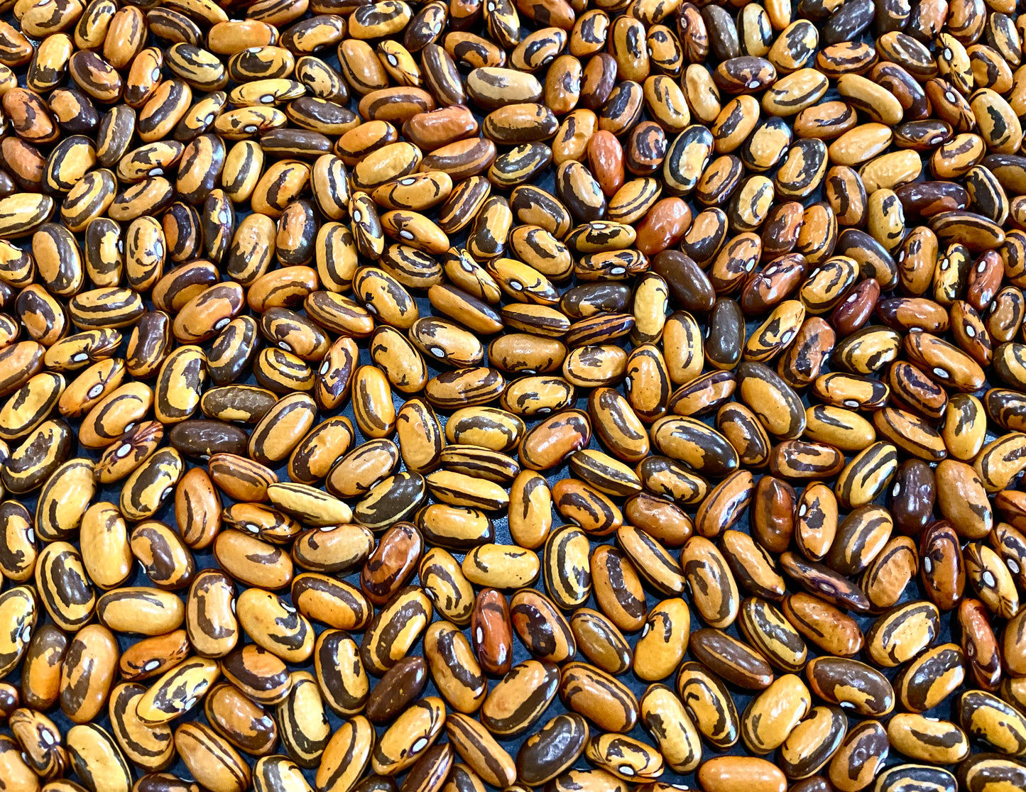 Bean - Haricot Crevette - (25x Seeds)