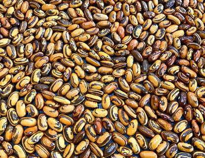 Bean - Haricot Crevette