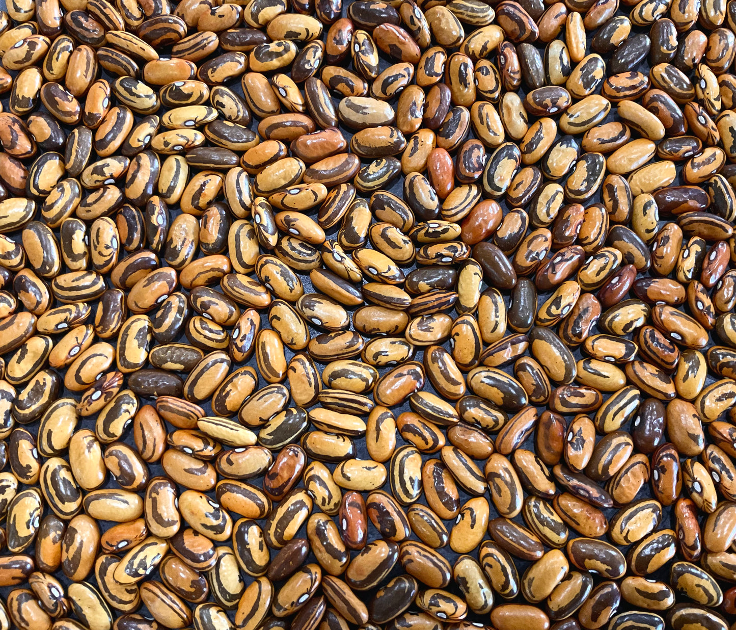 Bean - Haricot Crevette - (25x Seeds)