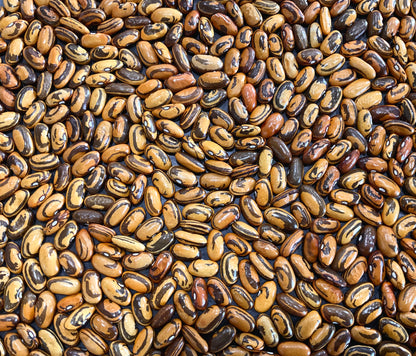 Bean - Haricot Crevette