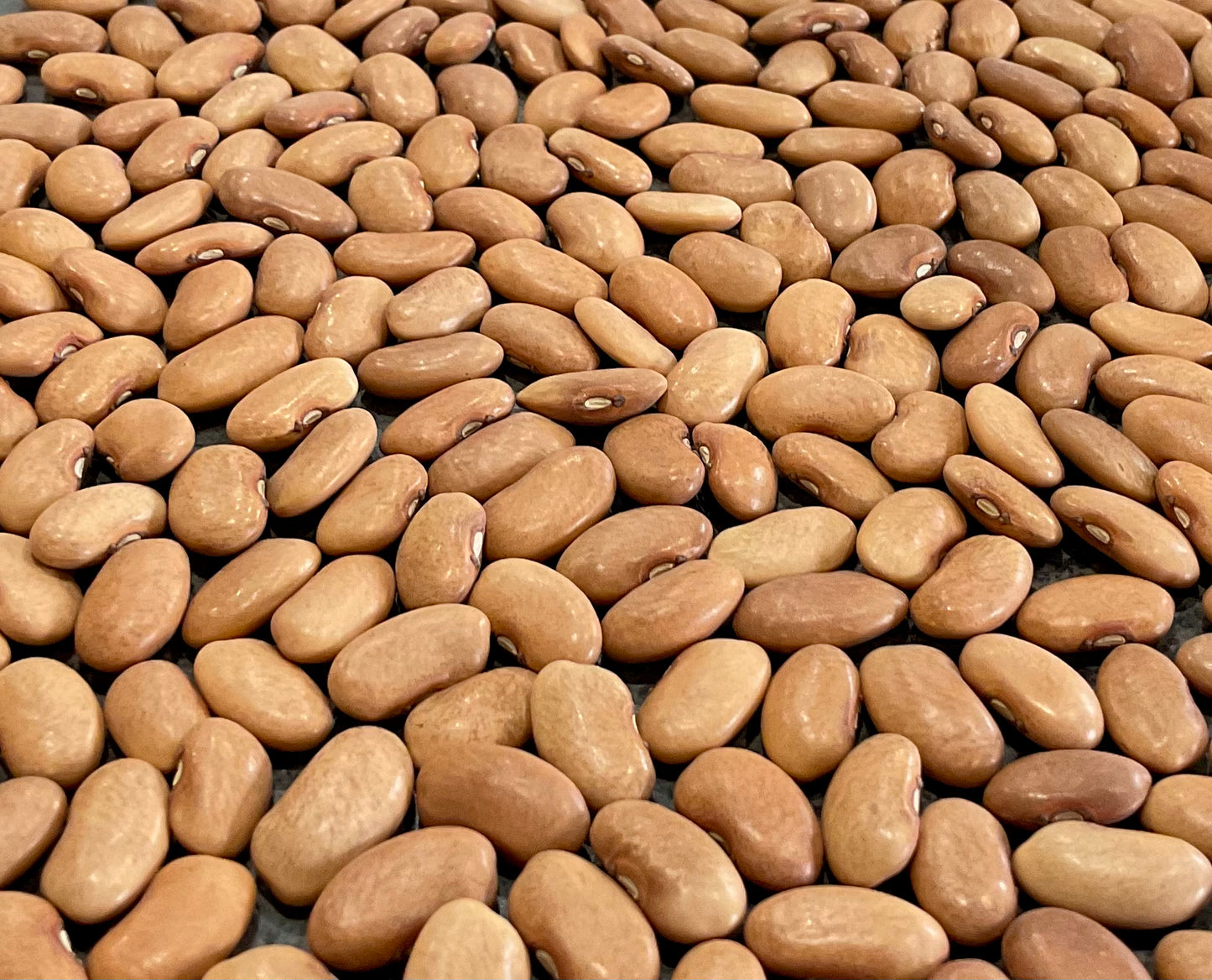 Bean - Purple King